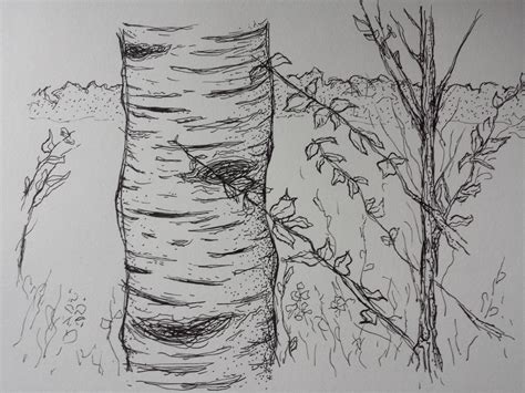 Birch Tree Sketch at PaintingValley.com | Explore collection of Birch ...