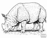 Rhino Head Coloring Page Pages sketch template