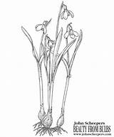 Flower Bulb Coloring Sheets To Tide You Over Til Spring sketch template