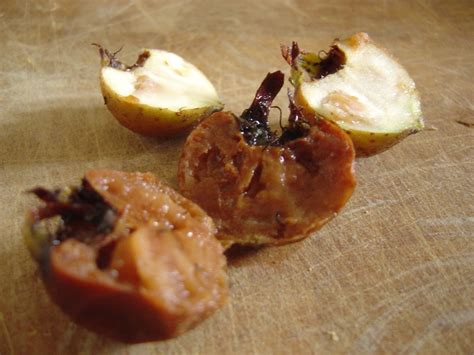 What Is a Medlar Fruit (Musmula) and Where Can You Find Them? | Dengarden