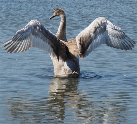 A swan spreading wings - About Wild Animals