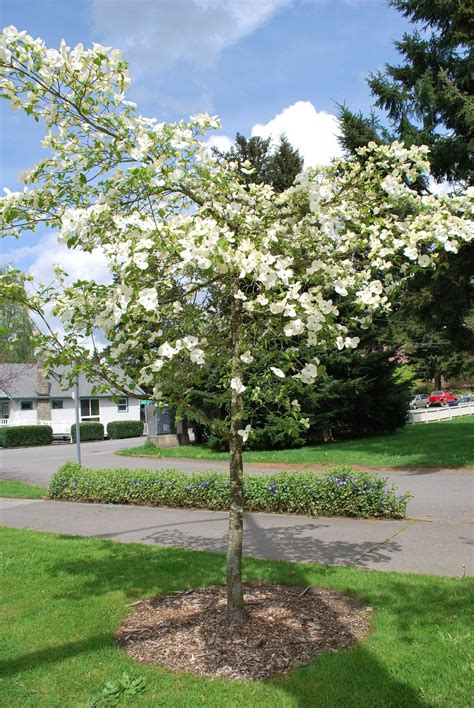 Transplanting Dogwoods - When And How To Transplant A Dogwood Tree