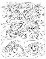 Alligator Printable Coloring Pages sketch template