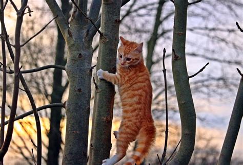 Free Images : tree, branch, wildlife, kitten, fauna, climb, tiger, vertebrate, young cat, red ...