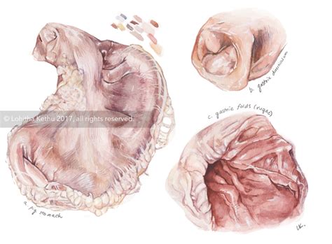 Pig Stomach Study - Lohitha Kethu