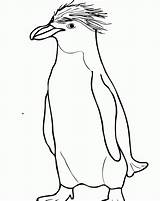 Adelie Penguin Coloring Page Az Pages Sketch sketch template