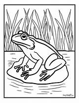 Frog Coloring Pages For Kids To Print sketch template