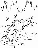 Beautiful Trout Coloring Pages For Kids  sketch template