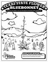 Bluebonnet Texas Coloring Drawing Bluebonnets Popcorn Flower Clip Pages  sketch template
