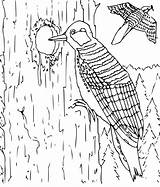 Pileated Woodpecker Pages Printable Coloring sketch template