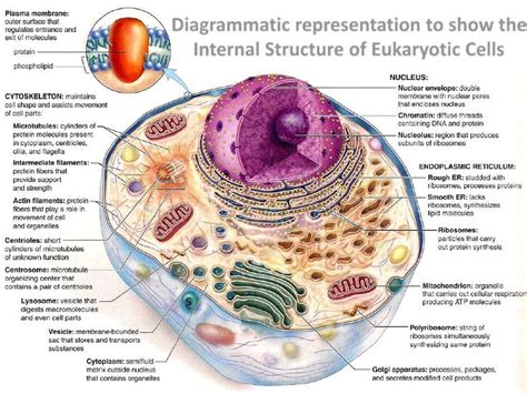 Eukaryotic cell, Cell biology, Cell parts