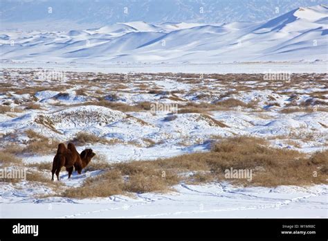 Khongoryn els snow hi-res stock photography and images - Alamy