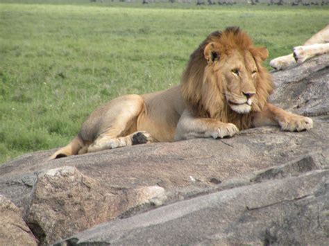 Lion in Kenya Kenya, Lion, Cats, Animals, Leo, Gatos, Animales, Animaux ...