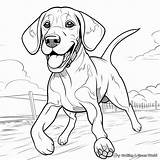 Hound Dog Coloring Pages  Free & Printable sketch template