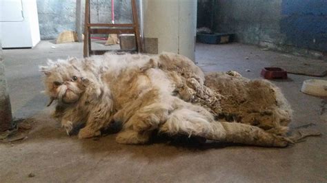 Chicago cat suffered with 5 pounds of matted fur; now he's an internet ...