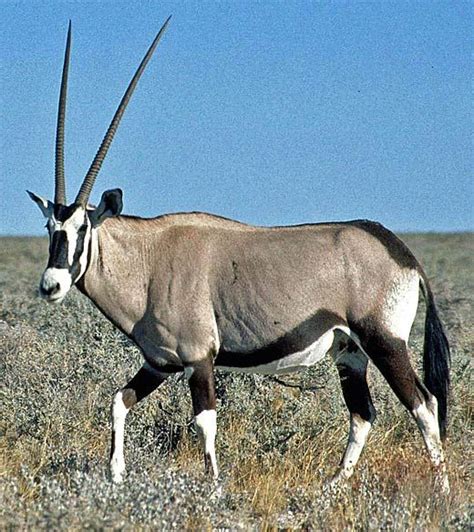 The Majestic Gemsbok: Facts and Photos