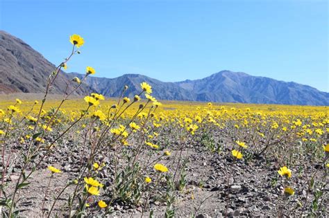 Super bloom, Super Awesome in Death Valley! – The Adventures of Trail & Hitch