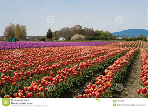 Tulip Field with Purple and Red Flowers Stock Photo - Image of landscape, green: 30697400