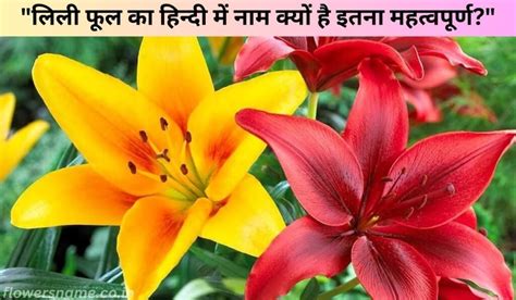 Lily Flower Hindi Name लिली के फूल को हिंदी में क्या कहते है