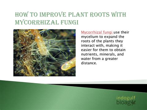 PPT - Role of Arbuscular Mycorrhizal Fungi in Plant Growth | Indogulf PowerPoint Presentation ...