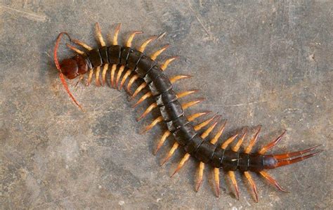 Have You Tried These Centipede Prevention Tips?