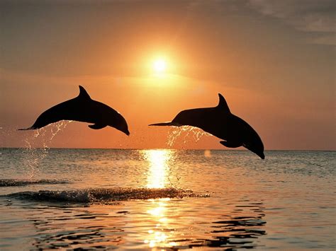 Photo Gallery: dolphin sunset backgrounds