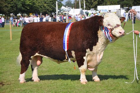 Hereford Bull - Royal Berkshire Show 2012 | Hereford cattle … | Flickr