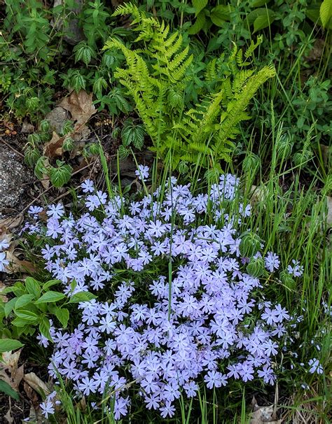 Spring flowers - Canada blog