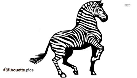 Zebra Vector Silhouette Image And Vector @ Silhouette.pics