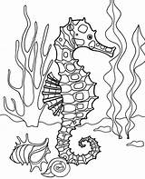 Realistic Seahorse Coloring Pages PDF sketch template