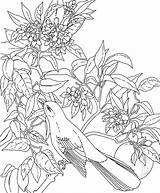 Plant Coloring Pages Hard sketch template