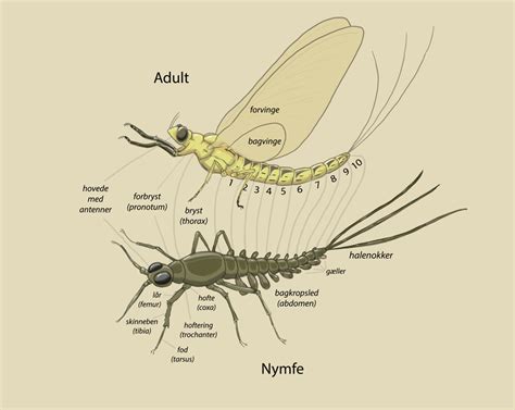 Mayfly Larvae Diagram