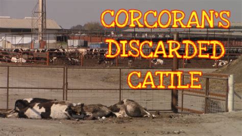 *CORCORAN'S CATTLE CRISIS AND LEAKED INMATE PHOTOS* CORCORAN STATE PRISON PART 2 - YouTube