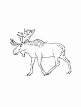 Cartoon Moose Coloring Pages Sketch Page sketch template