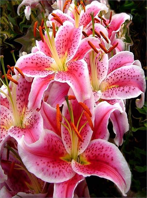 Les fleurs - lys - Balades comtoises | Lily flower, Stargazer lily ...