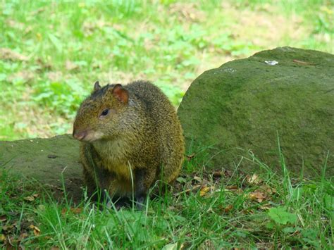 Agouti Animals | Amazing Facts & Latest Pictures | The Wildlife