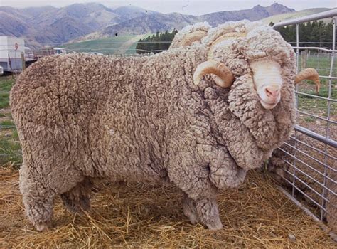 Woolshed 1: Sheep breeds in New Zealand