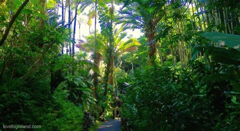 Best Botanical Gardens on the Big Island: List, Map + Descriptions