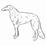 Borzoi Drawings Illustrations Royalty Free Vector Graphics & Clip Art  sketch template