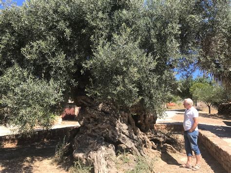 Jan's Blog: The 3,000 Year Old Olive Tree, Crete.