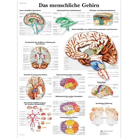 Lehrtafel - Das menschliche Gehirn - 4006627 - 3B Scientific - VR0615UU - Lehrtafeln und Poster ...