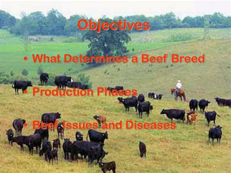 PPT - Beef Cattle Production PowerPoint Presentation, free download ...