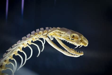 367 Skeleton Snake Stock Photos - Free & Royalty-Free Stock Photos from ...