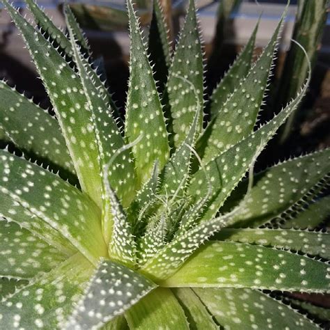 Aristaloe Aristata (formerly Aloe Aristata), Lace Aloe in GardenTags ...