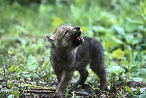 Howling Wolf Pup Photograph by Konrad Wothe