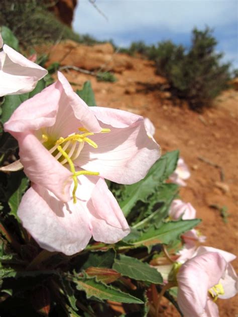 Wildflowers of the Utah Desert - Kiku Corner