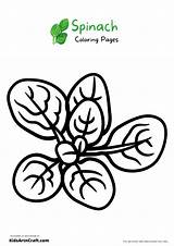 Spinach Coloring Leaf Drawing Pages Vegetable Kids Printable Leaves  sketch template