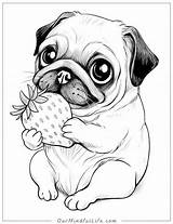 36 Super Cute Pug Coloring Pages Free Printables  Our Mindful Life sketch template