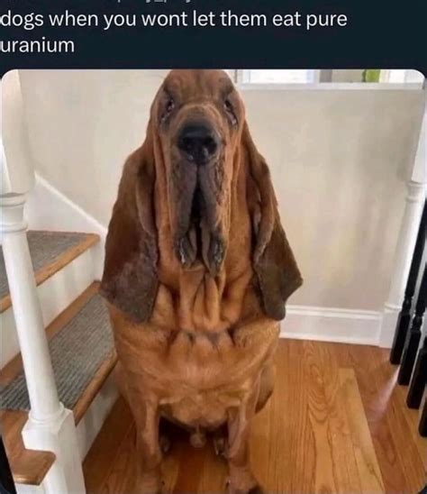 Dogs when you wont let them eat pure uranium - iFunny