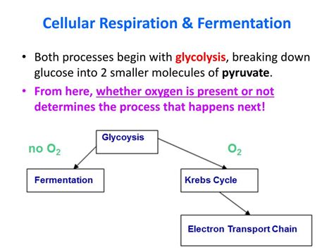 PPT - Cellular Respiration & Fermentation PowerPoint Presentation - ID:2561710